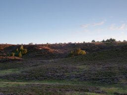 Faar-i-lyngbakkerne-IMGP8436